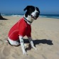 (9 meses) En la playa, este verano, le gastamos esta pequeña bromita. Nada más ponerle su camiseta sufera ni se movía, pero al final no quería que se la quitasen. ¡ Era suya!!!!